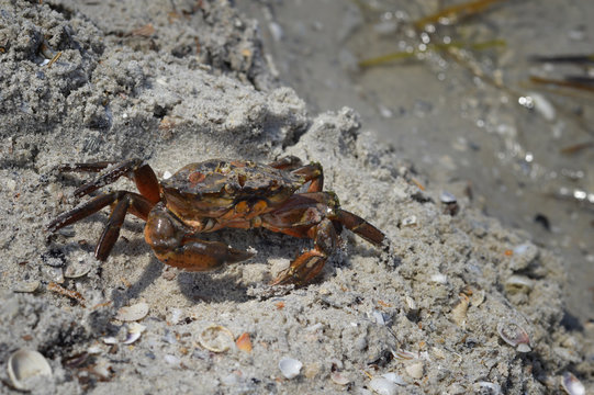 Crab walks on the sandy beach. Black Sea. Jarylgach Island