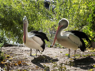 The Australian Pelican, Pelecanus conspicillatus, has black wings