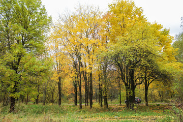 Road in the autumn forest.