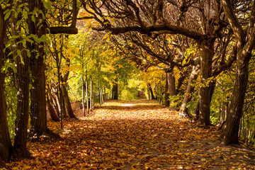 Fototapeta Autumn alley in the park in Gdansk Oliwa. The Oliwski Park is very popular toursit destination. Poland. obraz