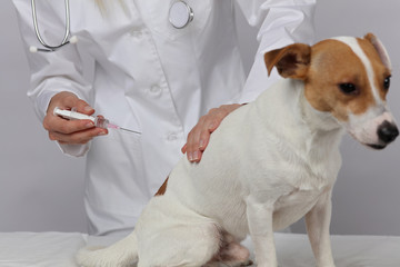 Dog vaccinations. Veterinary care. Vet doctor and dog Jack Russell Terrier