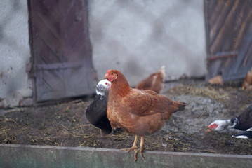 The musky duck and chickens in a household.