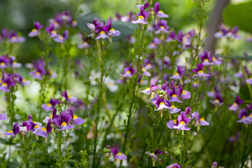 Nemesia strumosa ornamental flowers in bloom, purple violet with yellow center