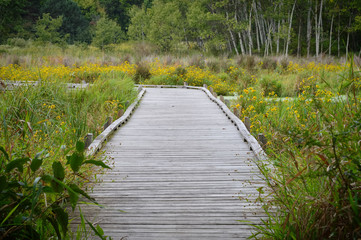 Boardwalk in the wetland