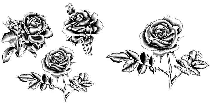 Set of hand-drawn black and white roses flowers isolated on a white background. Vector.