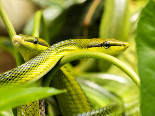 Fototapeta premium portrait beautiful red-tailed green rat snake, Gonyosoma oxycephala