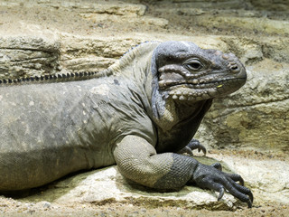 Rhinoceros iguana, Cyclura cornuta, is a massive earth iguana
