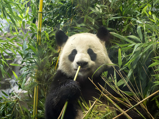 Obraz premium Giant Panda, Ailuropoda melanoleuca fed bamboo