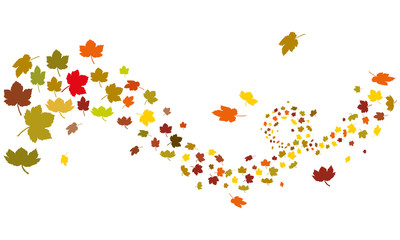 Maple leafs silhouette autumn wind