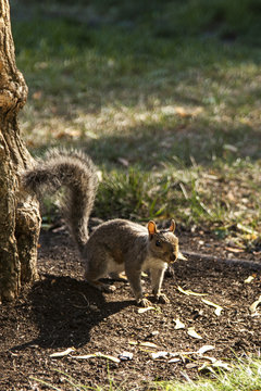 Squirrel