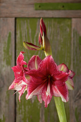 Amaryllis in bloom on a rusty green background in dark red and white. (Amaryllidaceae)