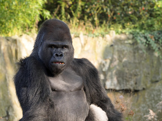 portrait of a male Western Lowland Gorilla, Gorilla