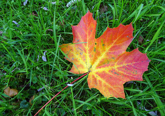 Ahornblätter im Gras - maple leafs in the grass