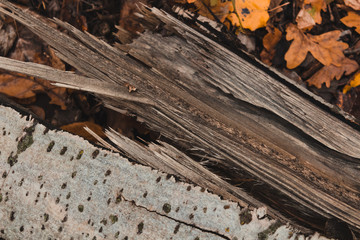 split tree close up