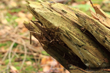 Abgebrochener Baumstumpf am Waldboden