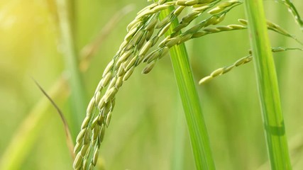 Close up of the beautiful rice plants in gorgeous paddy field on organic farm.
