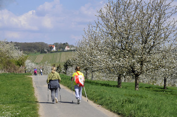 Obraz premium wanderer zur kirschblüte bei wiesbaden-frauenstein