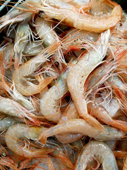 prawns at market