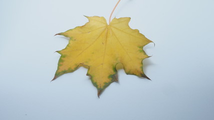 Fallen autumn maple leaf on a white background.