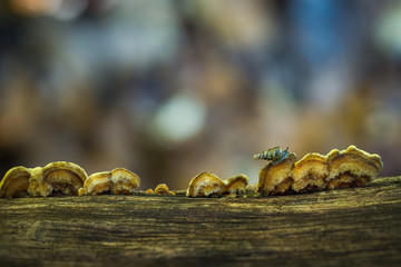 Schnecke mit Pilz