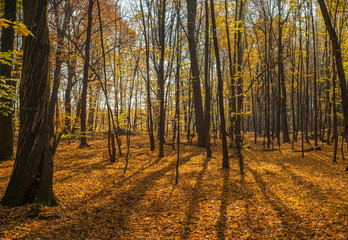 Beautiful autumn forest with shadows from trees. Panoramic photo of a warm autumn day in the forest. Warm soft light, breaking through the foliage of the autumn forest.