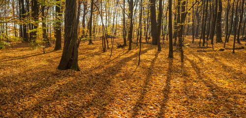 Beautiful autumn forest with shadows from trees. Panoramic photo of a warm autumn day in the forest. Warm soft light, breaking through the foliage of the autumn forest.