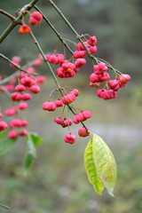 Obraz premium Fruits of an euonymus European (Euonymus europaeus L.)
