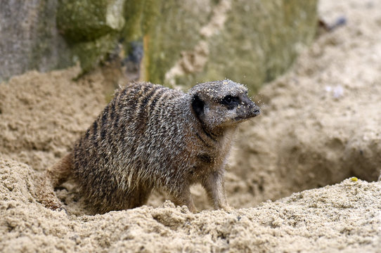 Erdm&auml;nnchen (Suricata suricatta) - Meerkat