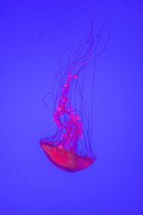 Vibrant pacific sea nettle jellyfish floating upside down with tentacles streaming