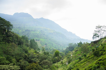 Fototapeta na wymiar Красивые горы в тумане на Шри-Ланке