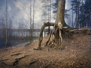 The bizarre bare pine tree roots on the sandy shore of the lake in late autumn