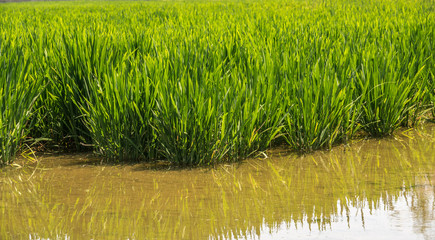Obraz premium young rice plant in rice field, Rice field close up green rice field