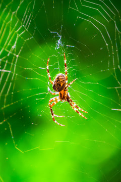 Spider on spider web with green background. Closeup of a brown spider isolated on green background. Spider on the spiderweb with blur green background. Spider close-up on a green background.