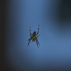 épeire sur sa toile 