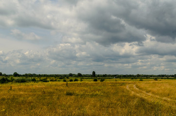 Wide green meadow