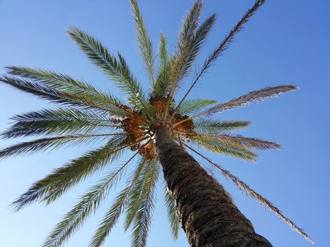 Palme unter blauem Himmel
