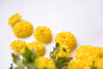 heads of chrysanthemums lie on background, top view, background