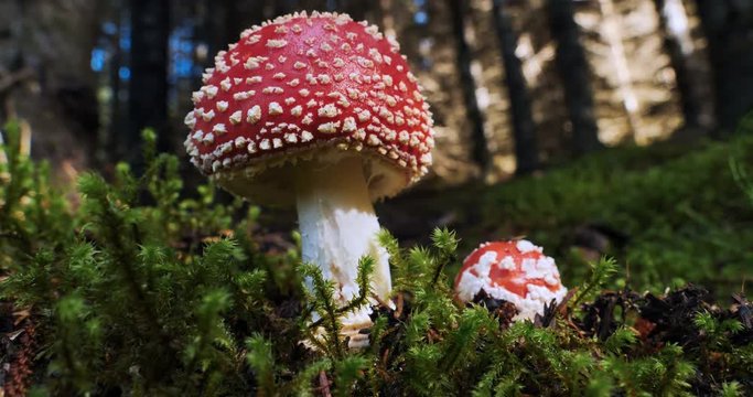 Large beautiful Amanita muscaria mushroom in sunny forest, Iceland 4k.mov