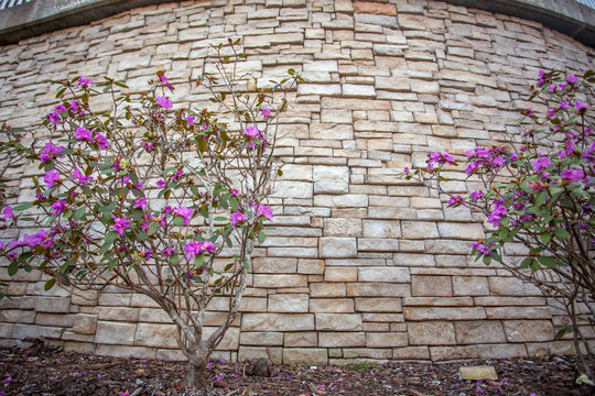 A purple flowered tree with green leaves against a white and brown brick wall