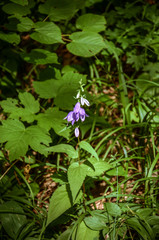 Purple lily of the valley in the light.