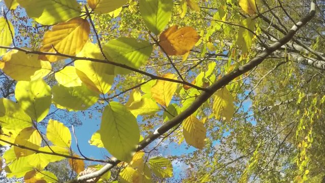 Beautiful colorful sunny autumn beech leaves on trees with blue sky. Camera is moving slowly. Slow motion used.