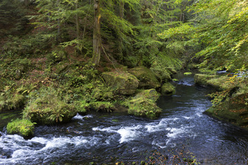 Wild autumn Landscape around the Creek Kamenice in the Czech Switzerland with Sandstone Boulders, Czech Republic