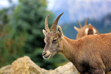 Steinbock - Jung - Kitz - Junges - Alpensteinbock - Allgäu