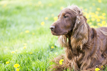 Cute Irish Setter dog lying in the grass