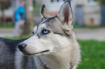 Cute siberian husky lying on green grass