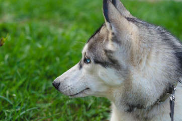 Cute siberian husky lying on green grass