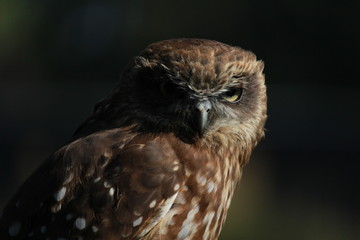 Owl