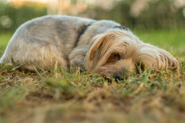 Naklejka na ściany i meble Beautiful dog rests lying down on the green grass. Doggie In the warm sun of sunset. orange colors and pleasant atmosphere with calm and tranquility