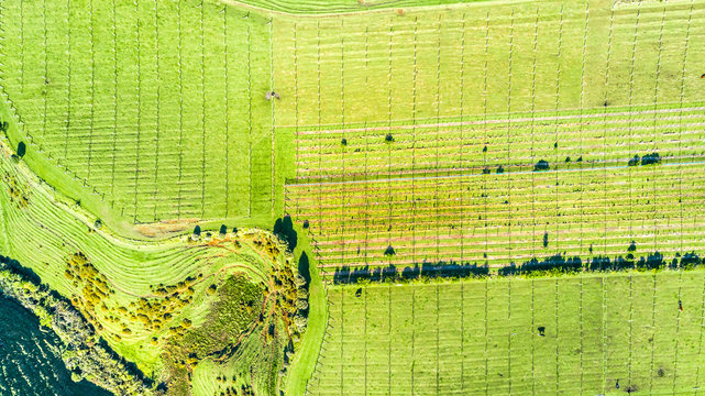Aerial view on a vineyard on hills near New Plymouth. Taranaki region, New Zealand