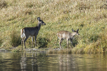 Naklejka na ściany i meble Mother and young deer by shore.